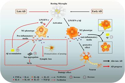 The Role of Microglia in Alzheimer’s Disease From the Perspective of Immune Inflammation and Iron Metabolism